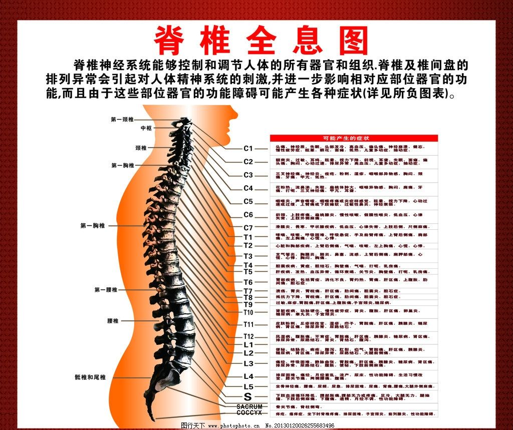 脊椎对人体的关键性