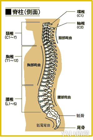 图解脊柱健康系列