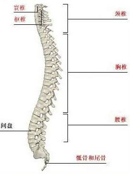 用脊柱做的包包