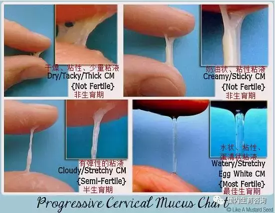 白带什么滋味是肥壮的