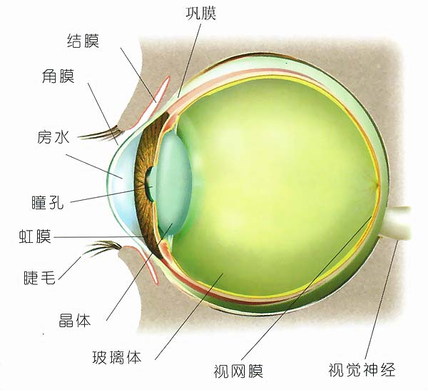 眼睛的结构