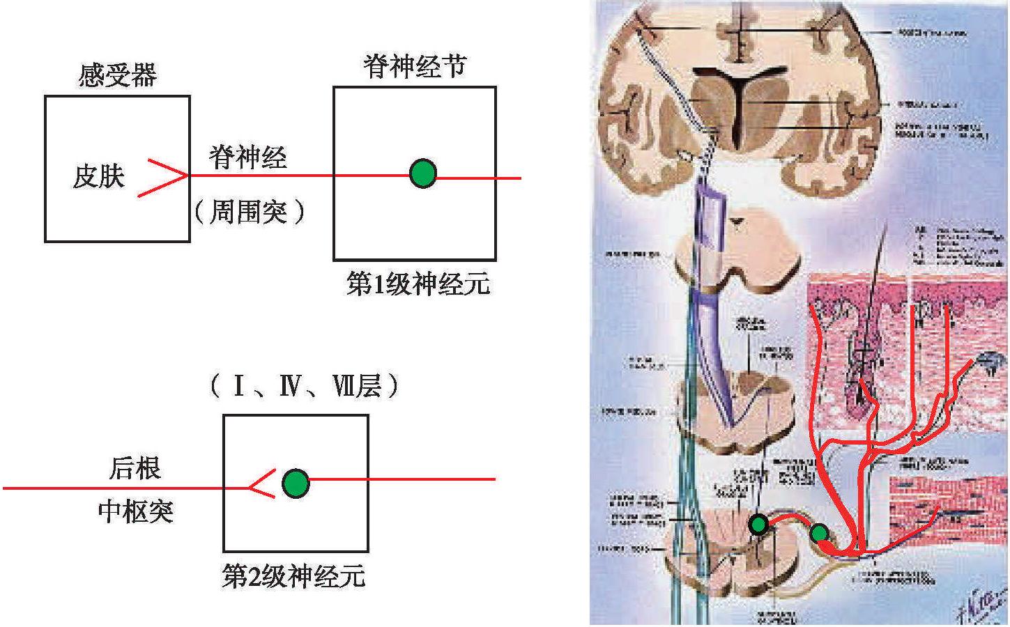 忽视或抑制情绪的成语