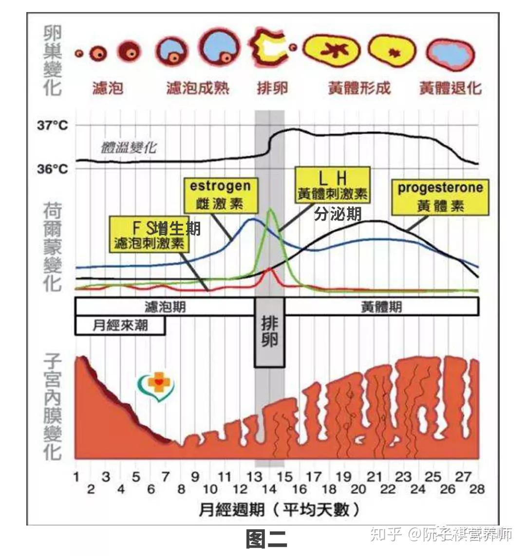 简述孕期妇女保健的主要内容