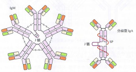 免疫球蛋白M的参考正常值