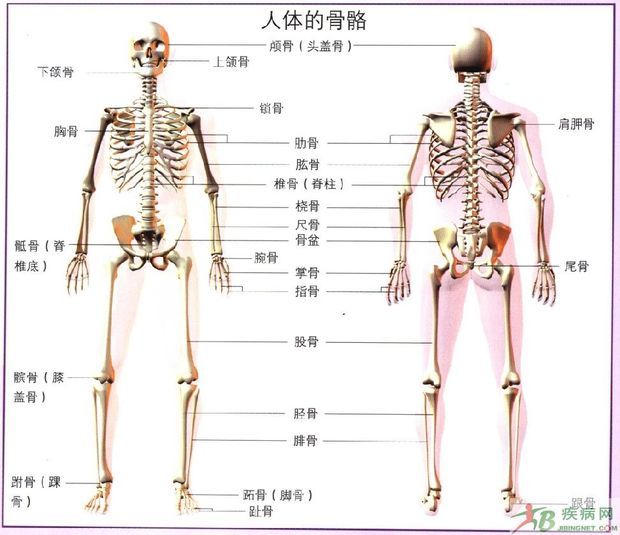 赶走骨质疏松