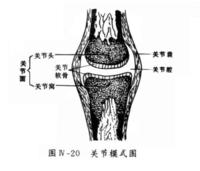 如果人体缺钙之后