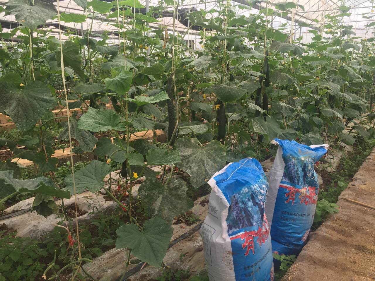 现代医学对肥胖的研究