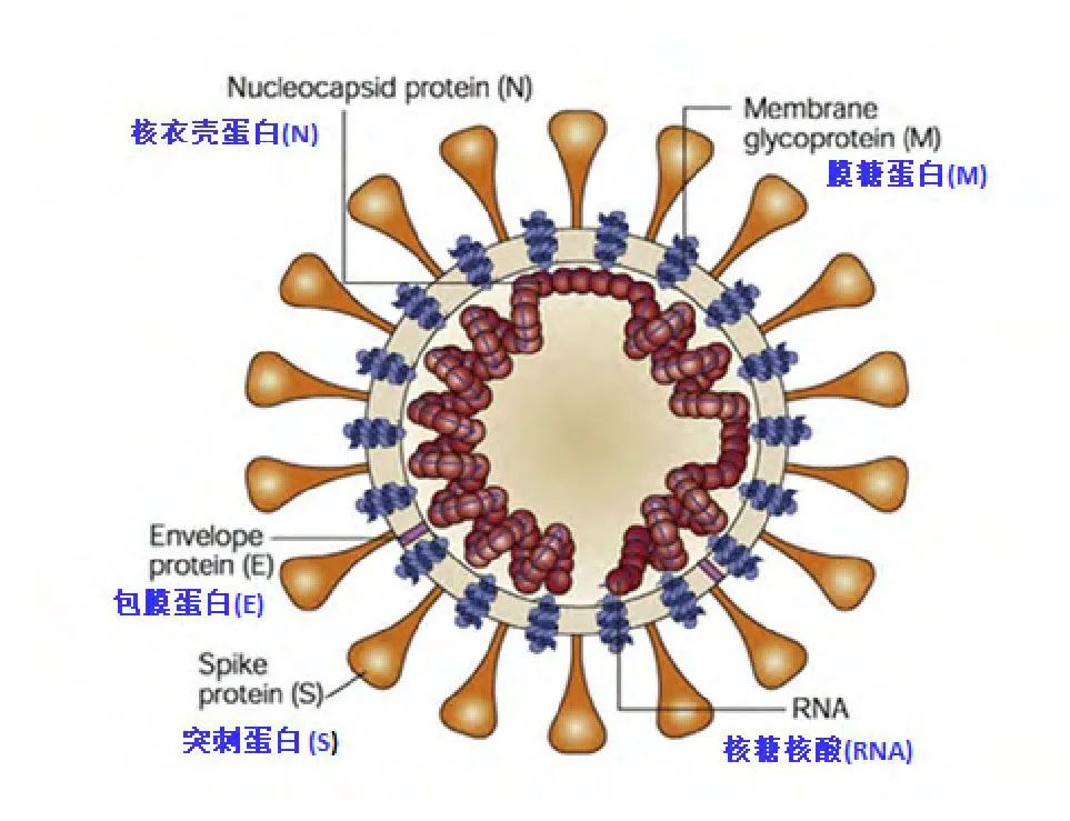 极虎病毒是什么意思