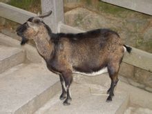 海南的东山羊哪里最正宗