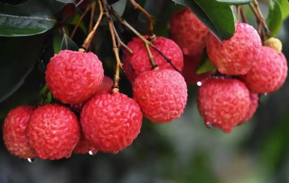 海南出产的驰名水果有