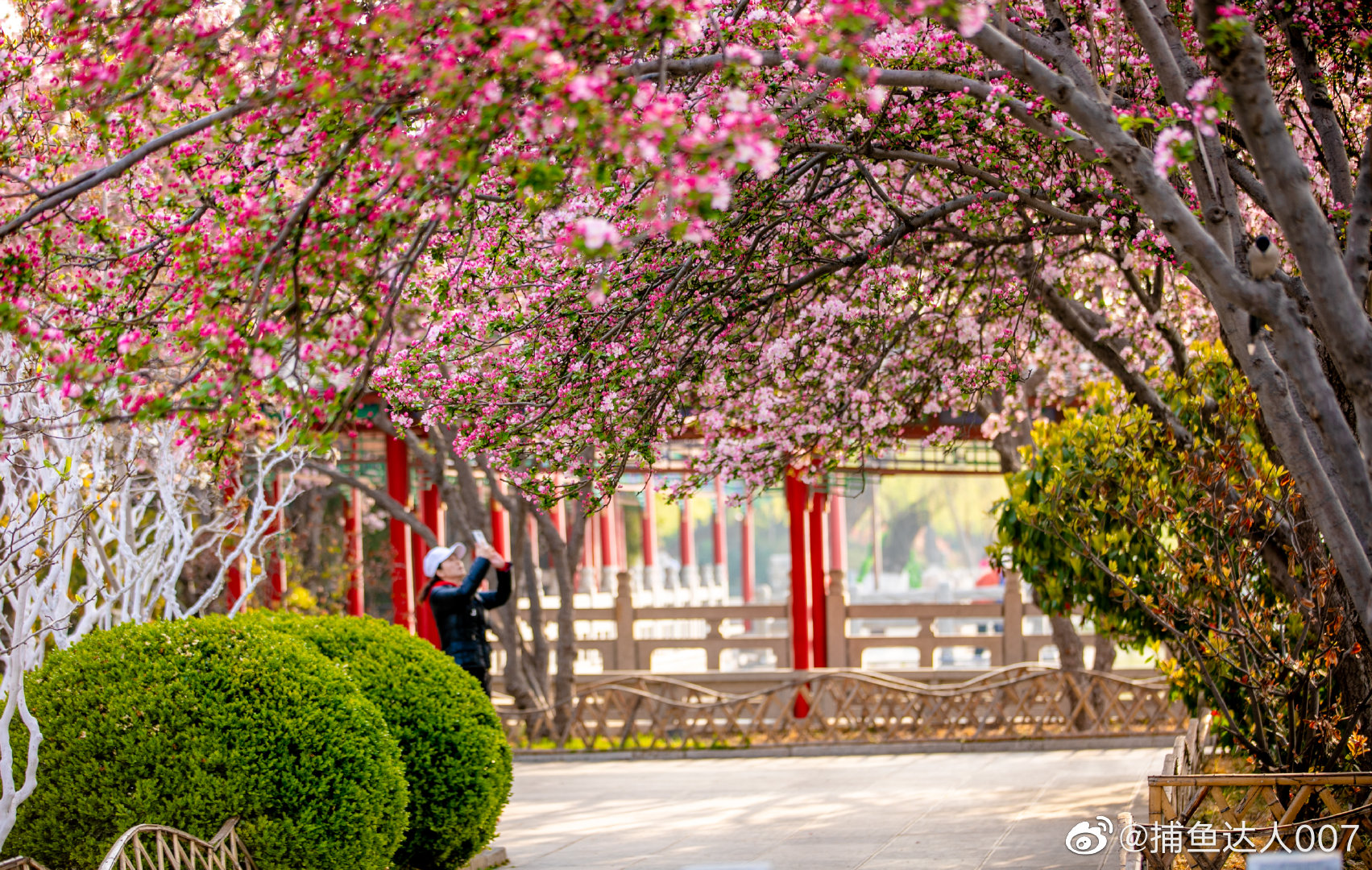 1995年春天批发价最高到达18