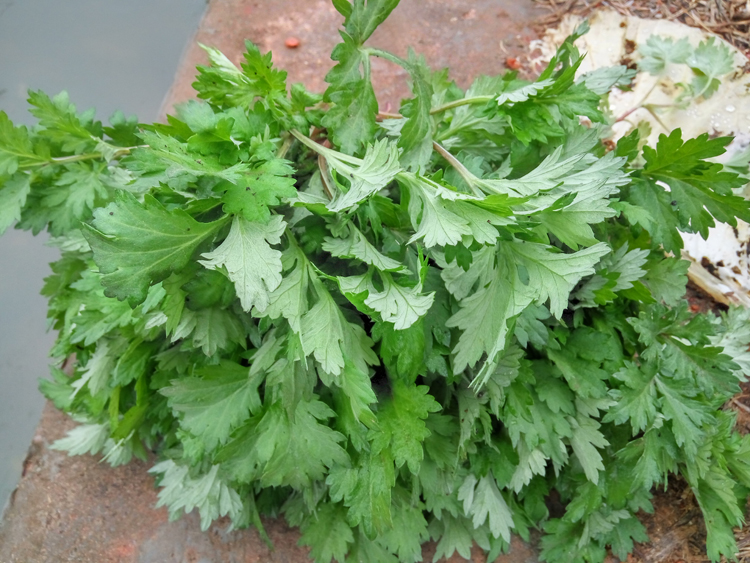 艾草做的各种菜谱